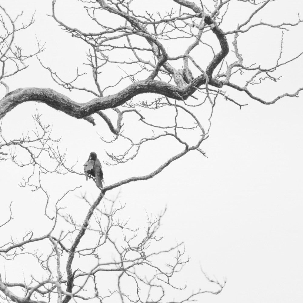 Bird on Tree No. 5