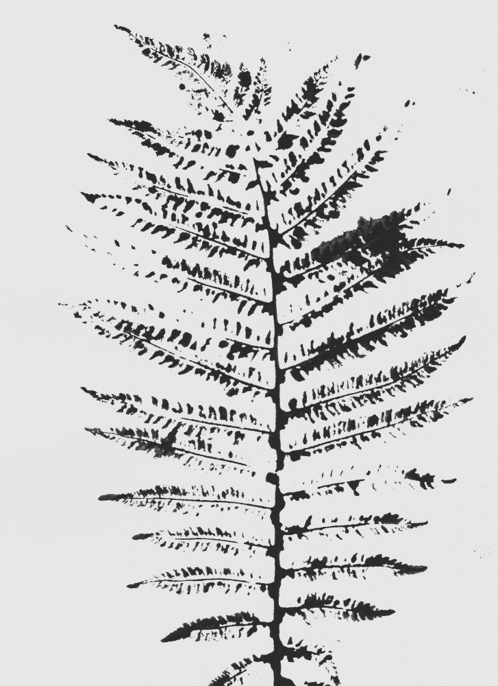 Ferns Iii