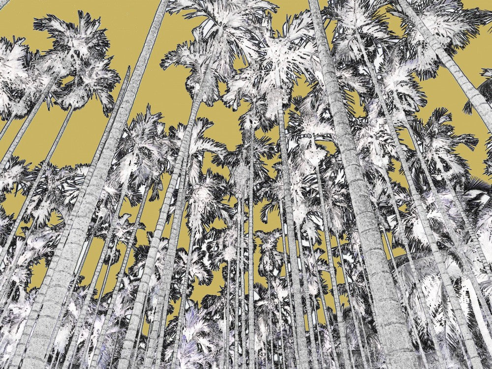 Towering Palms