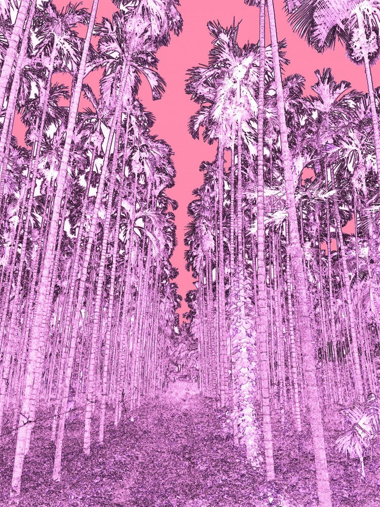 Pink Palm Pathway
