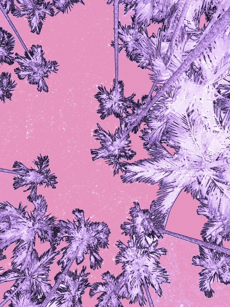 Dreamy Palm Skies