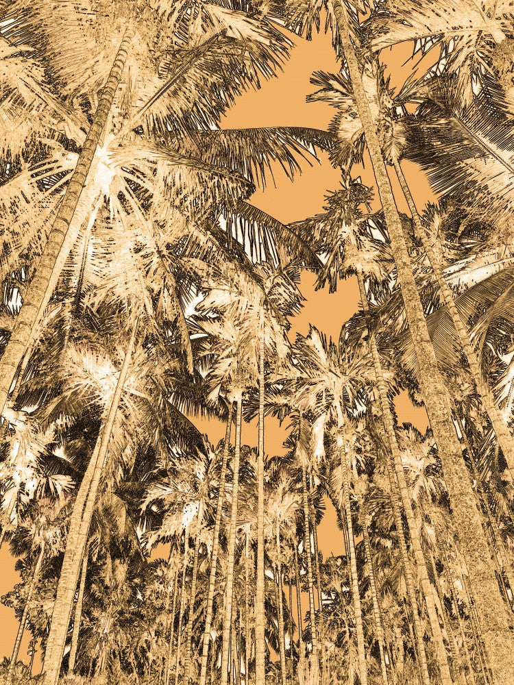 Tropical Canopy Glow
