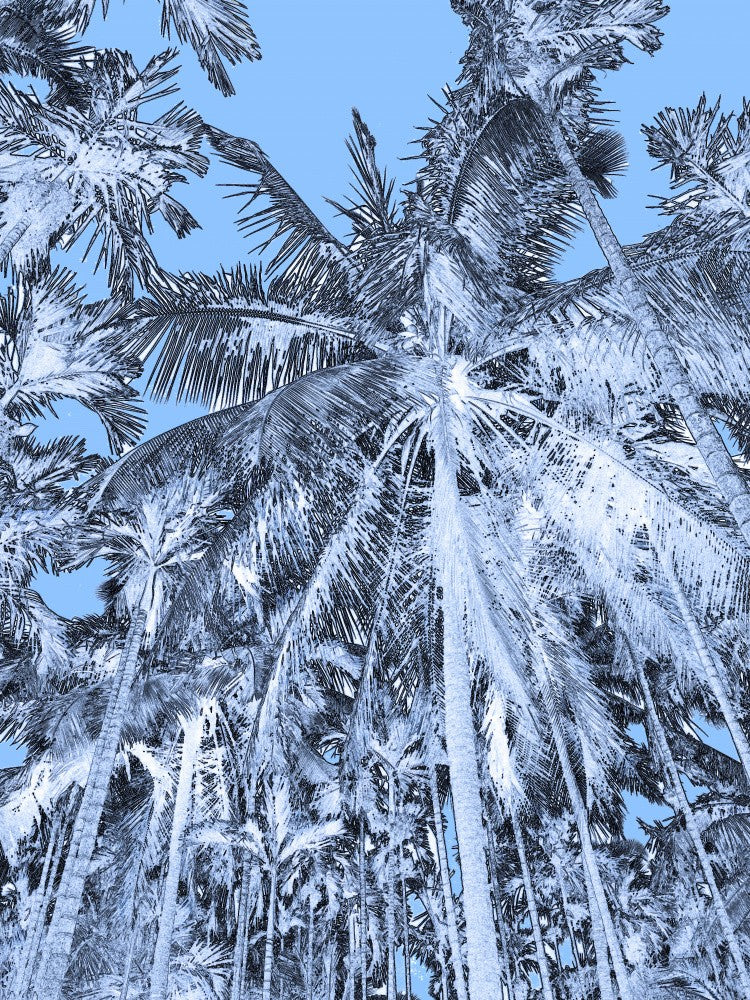 Tropical Canopy Sky