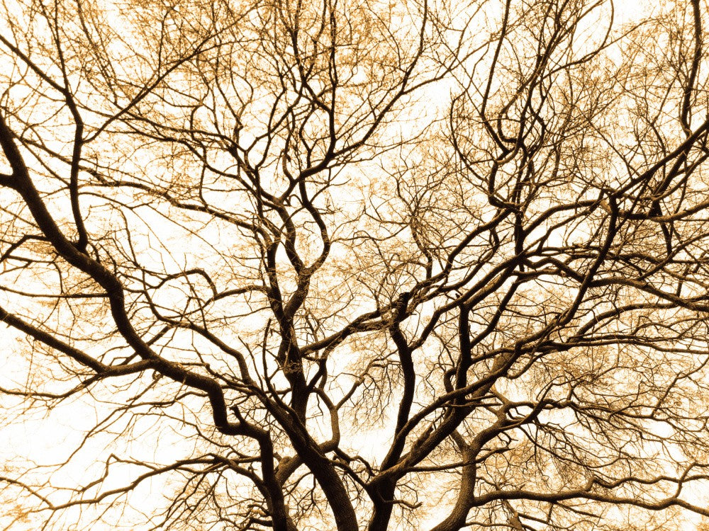 Branches of Time