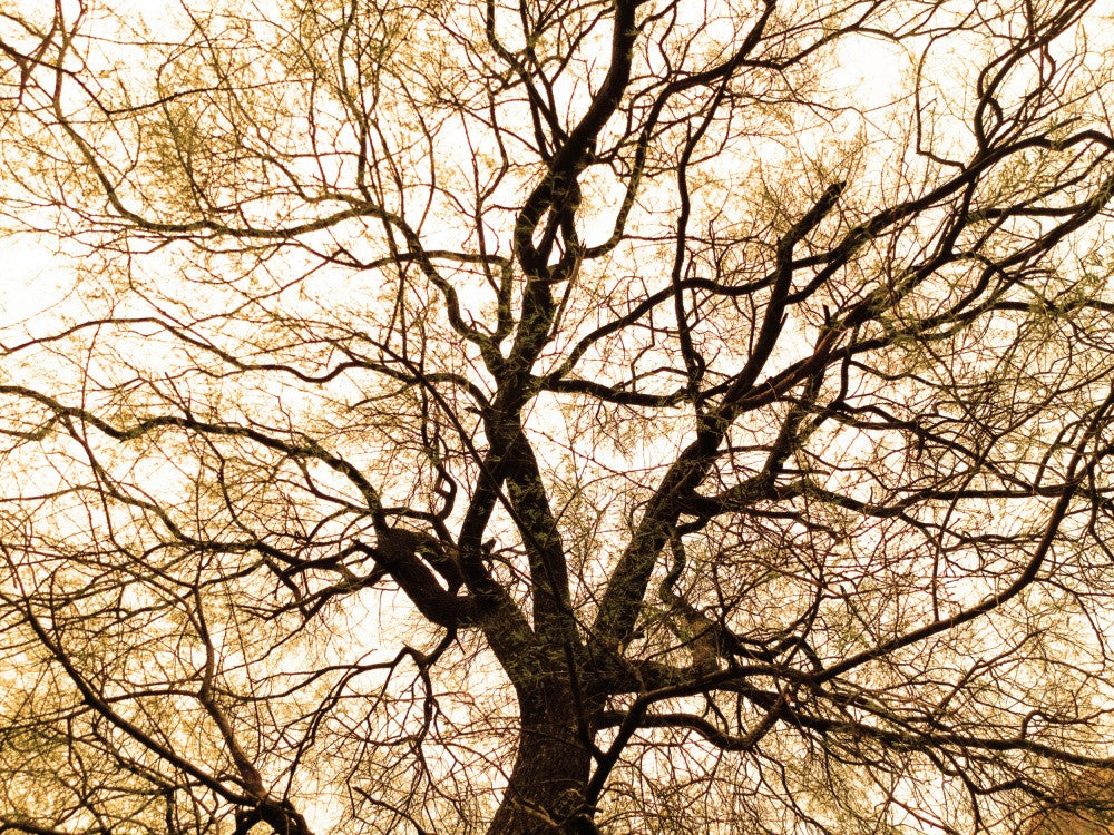 Entwined Canopy