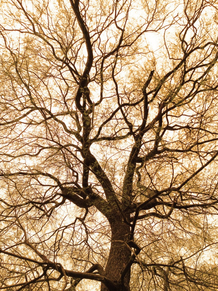 Entwined Branches