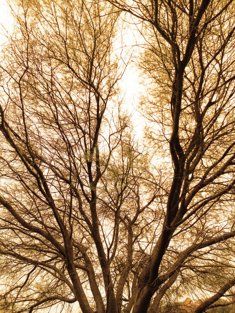 Golden Canopy