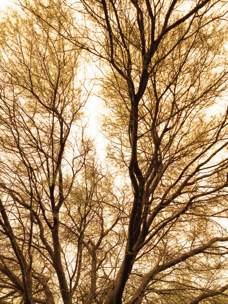 Golden Branches