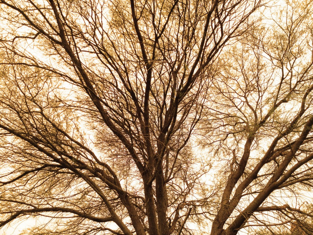 Golden Canopy