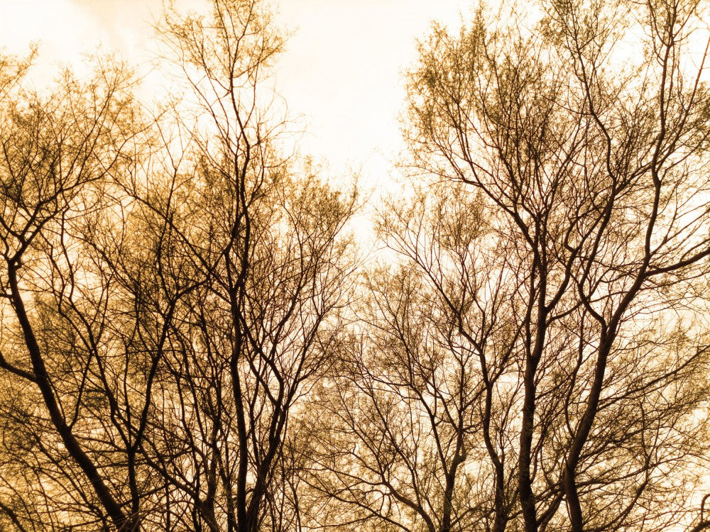 Golden Canopy Maze