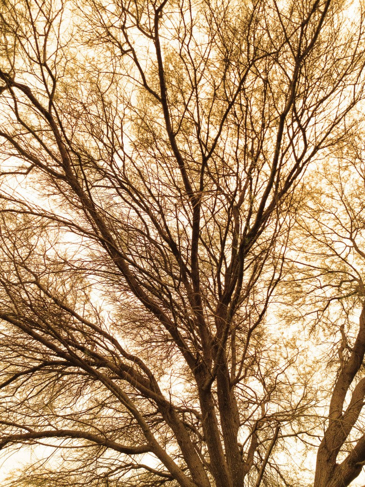 Goldenes Blätterdach
