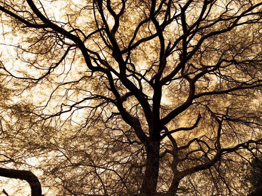 Entwined Branches