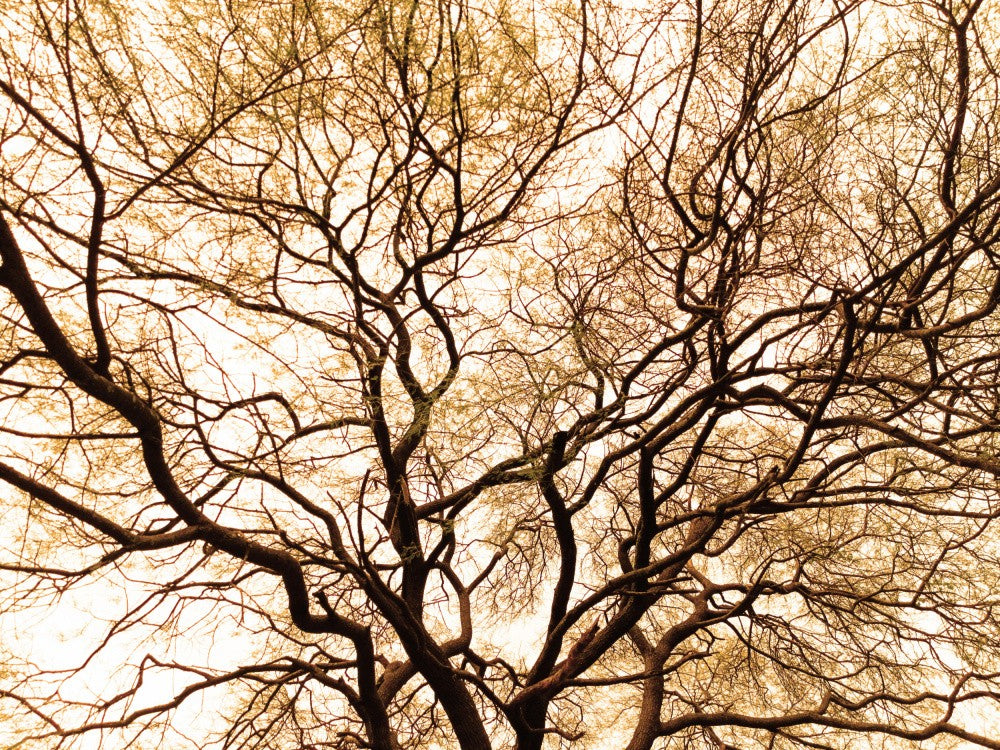 Entwined Branches