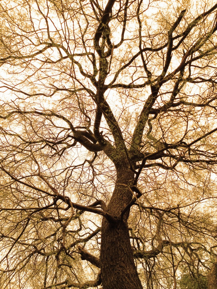 Golden Canopy