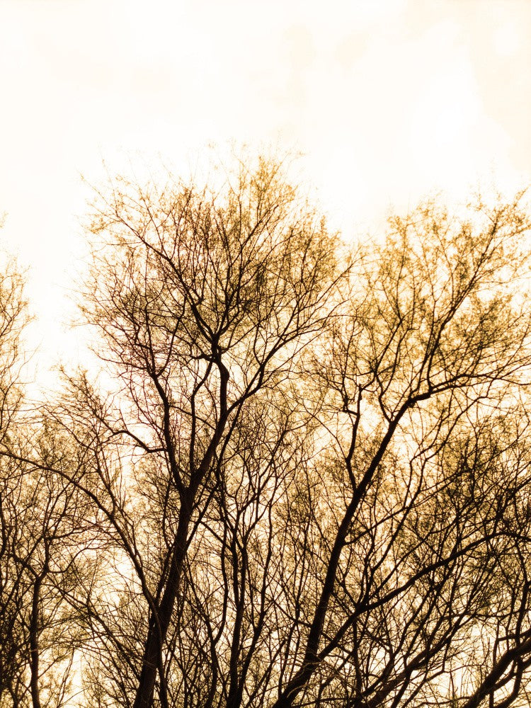 Golden Canopy