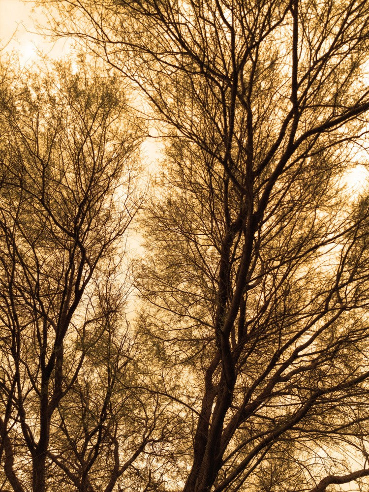 Golden Canopy