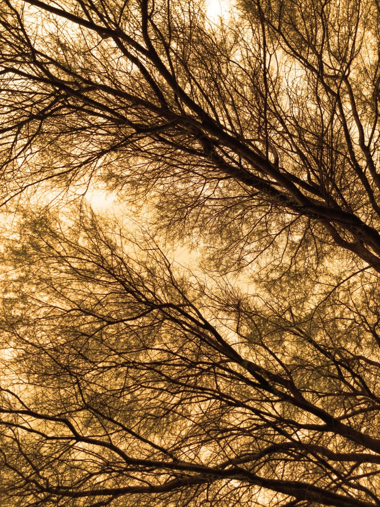 Branching Silhouettes