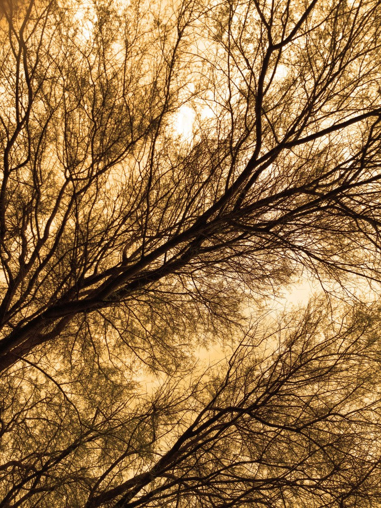 Golden Canopy