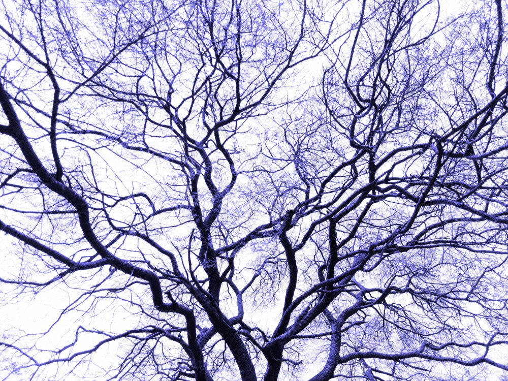 Winter's Lacework