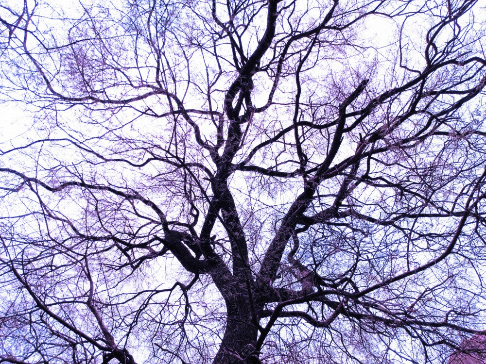Winter's Whisper