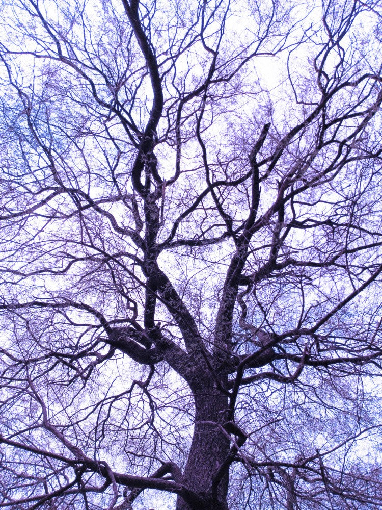 Veins of Winter