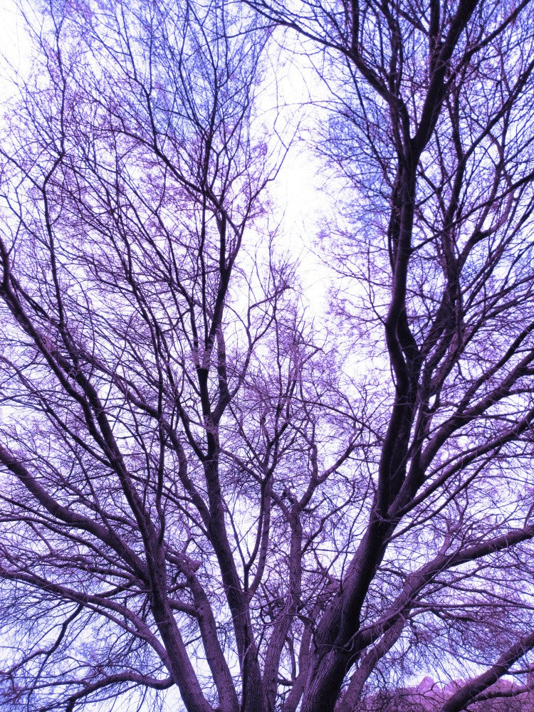 Lavender Branches