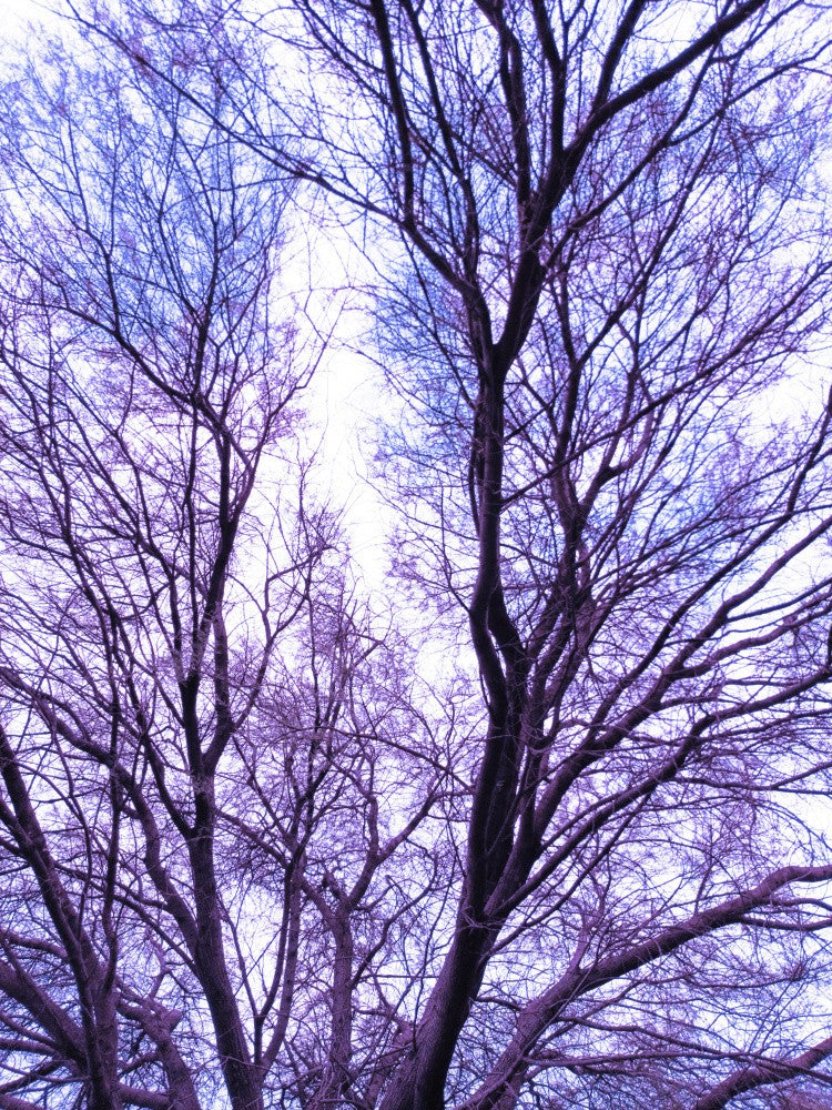 Dreamy Tree Canopy