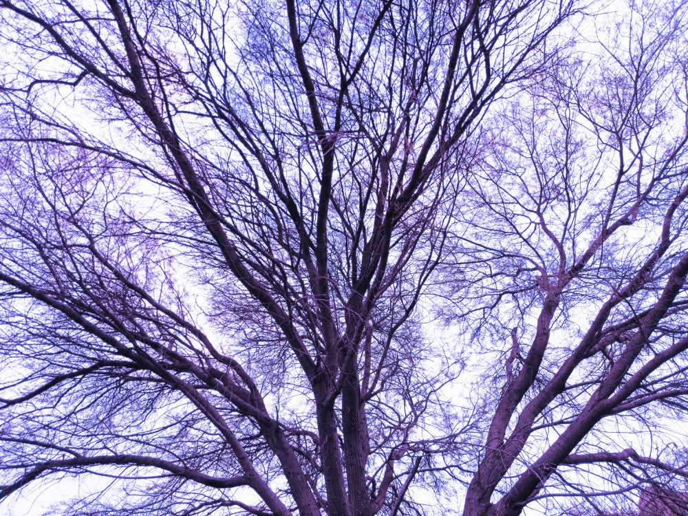 Branches of Twilight