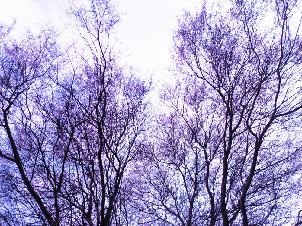 Lavender Branches