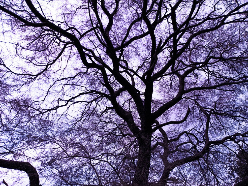 Branches Entrelacées