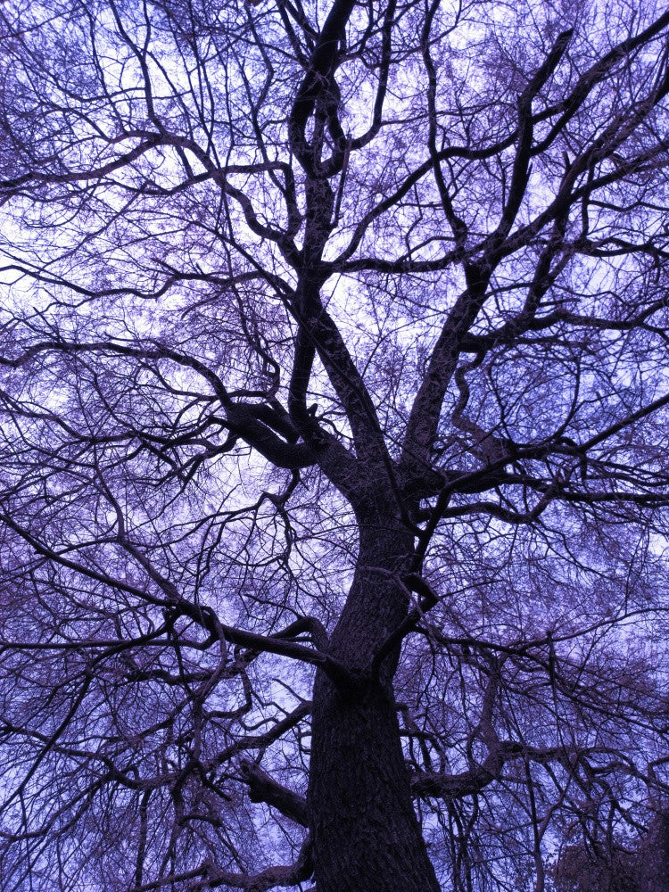 Twilight Branches