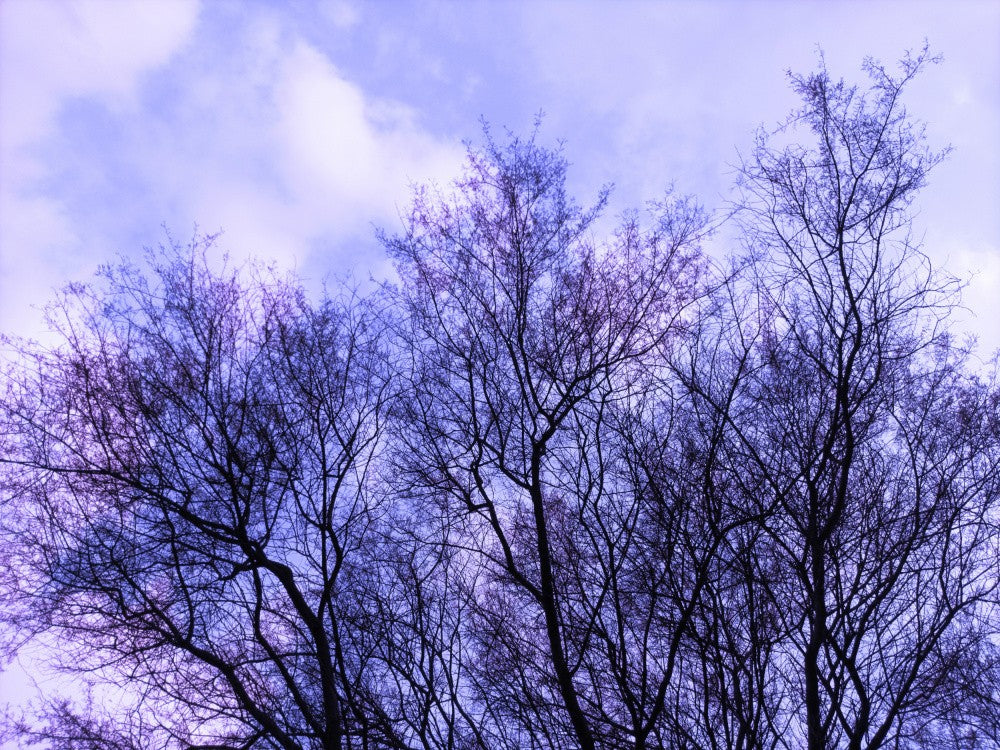 Whispering Branches