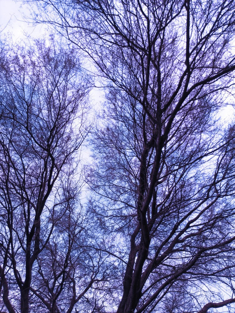 Whispering Branches