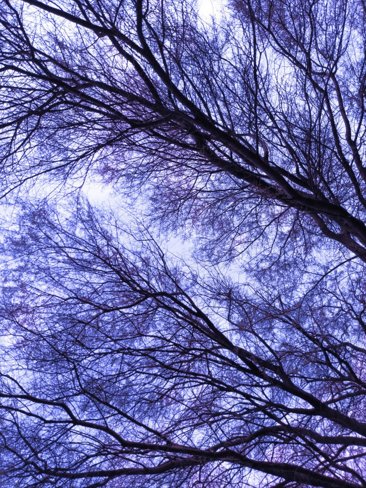 Purple Canopy Dance