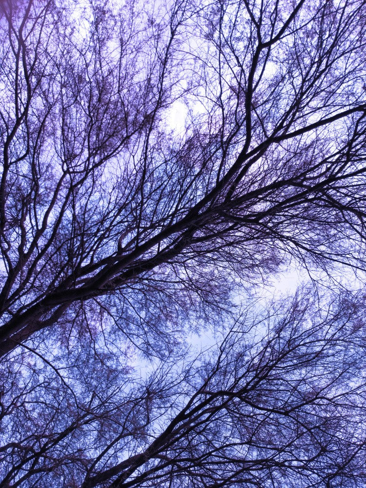 Whispers of Branches