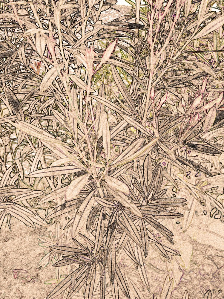 Rustic Foliage Scene