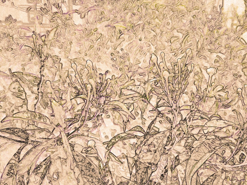 Petal Whispers