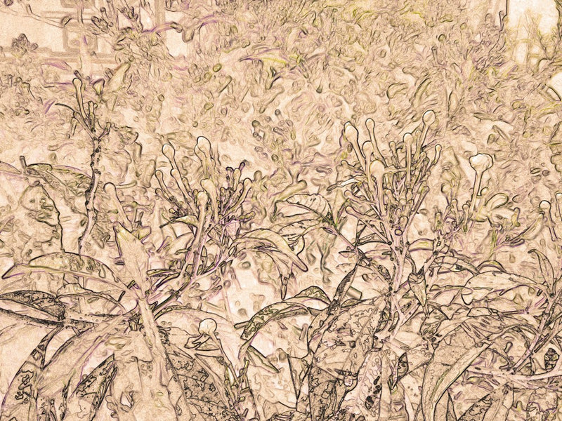 Petal Whispers