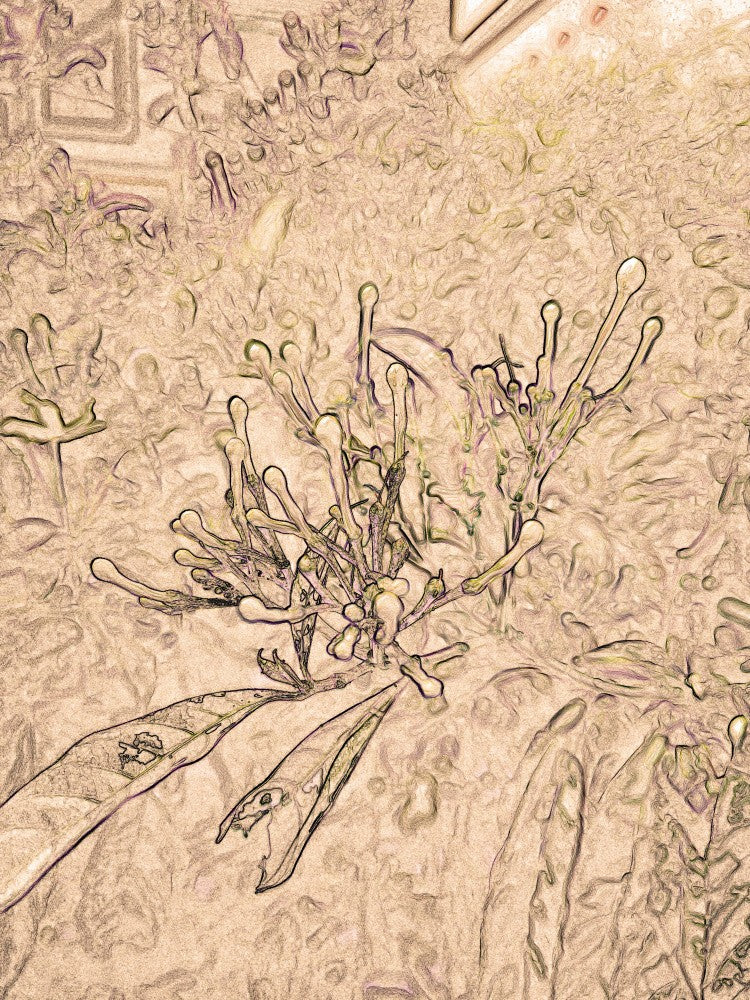 Whimsical Blooms