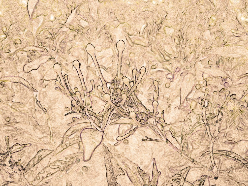 Botanical Whispers