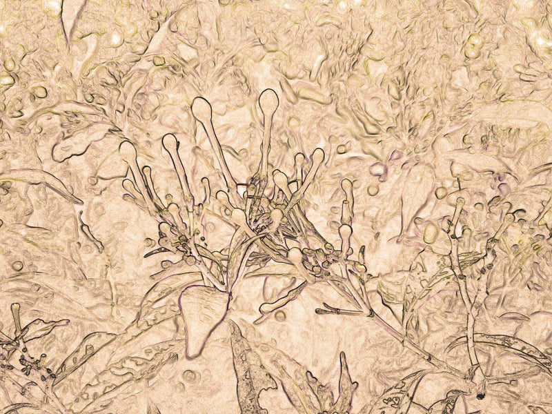 Botanical Whispers