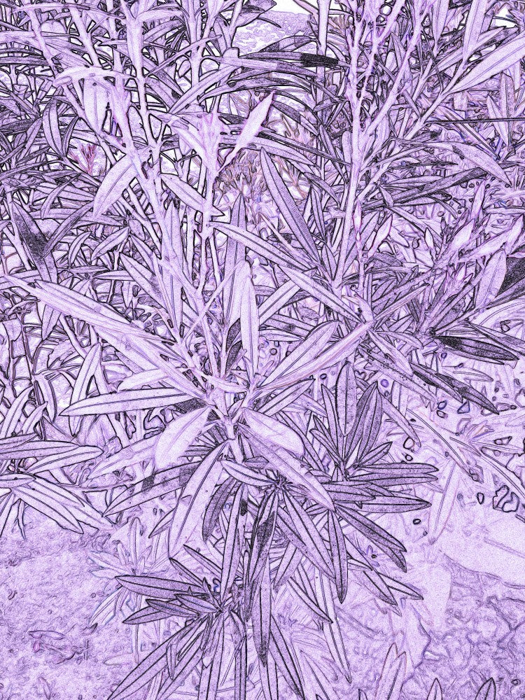 Lavender Foliage