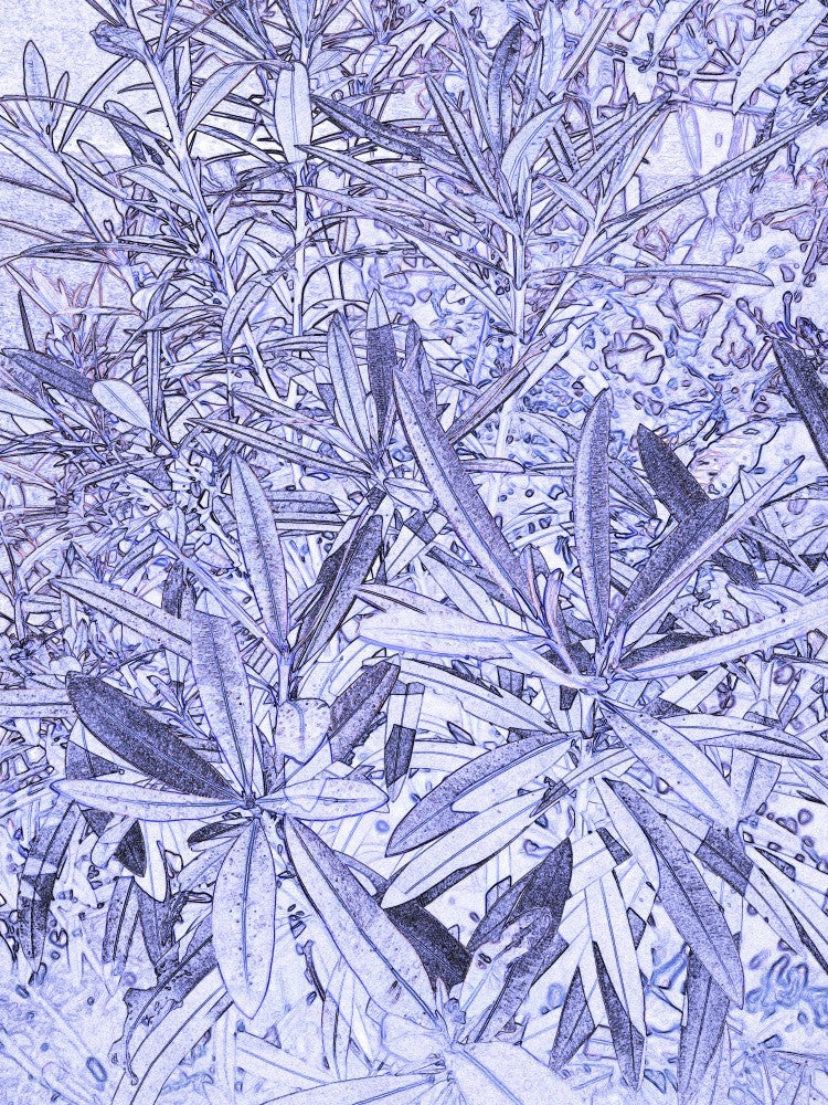 Blue Botanical Dream
