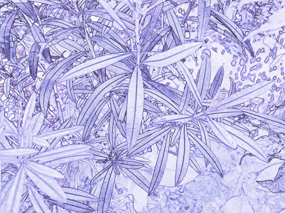 Labyrinthe de Feuilles Lavande