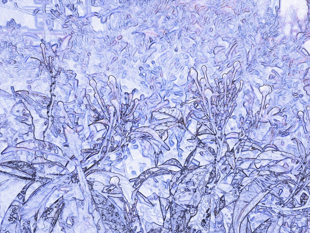 Frosted Blooms