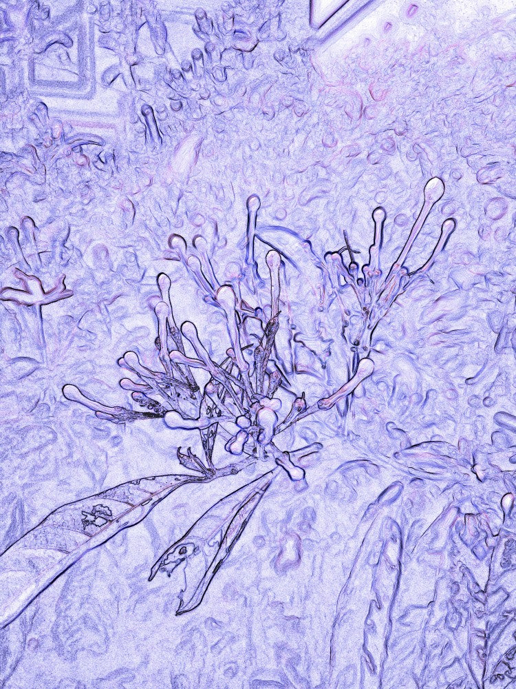 Lavender Dreams