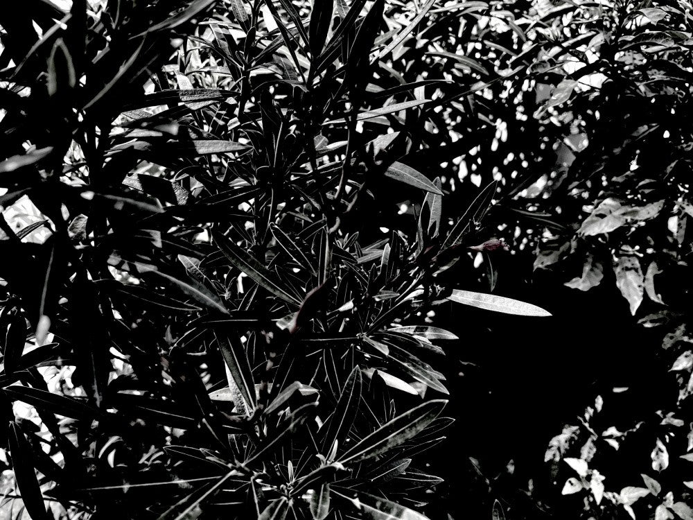 Shadowed Leaves