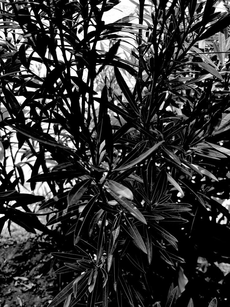 Shadowed Foliage