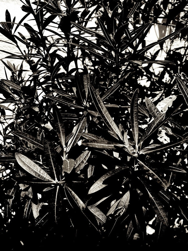 Shadowed Foliage