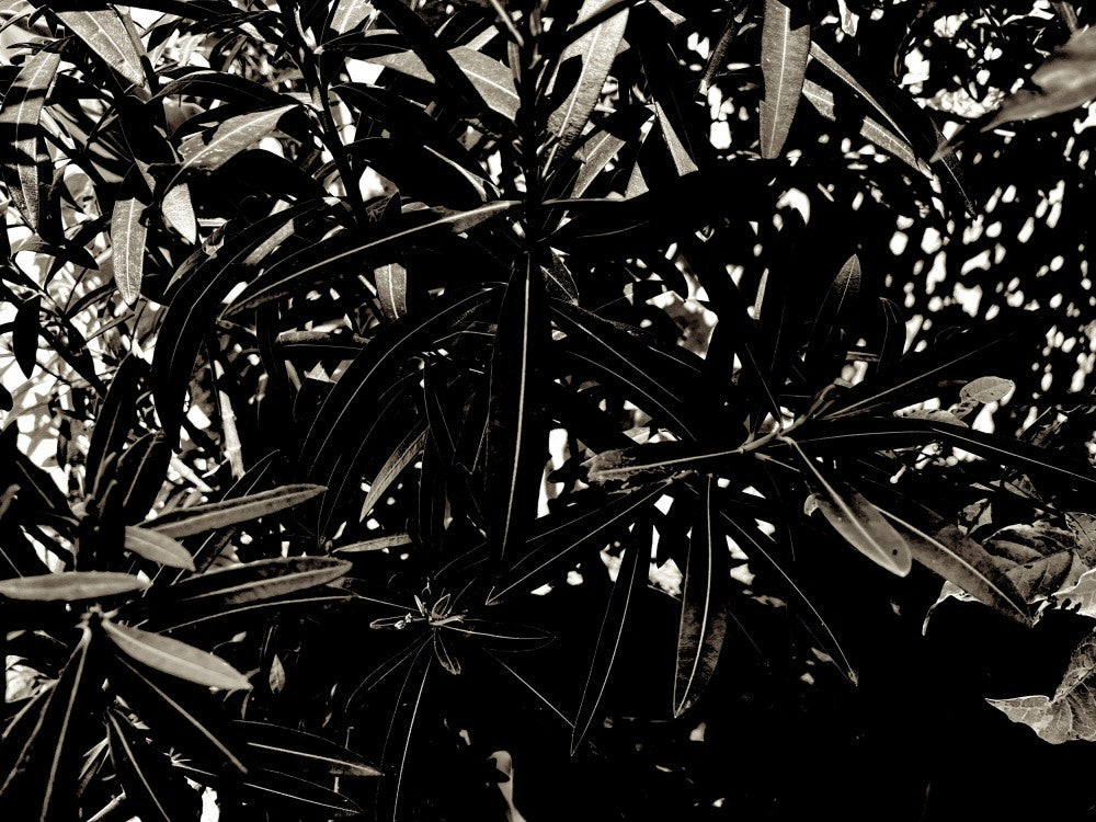 Shadowed Leaves
